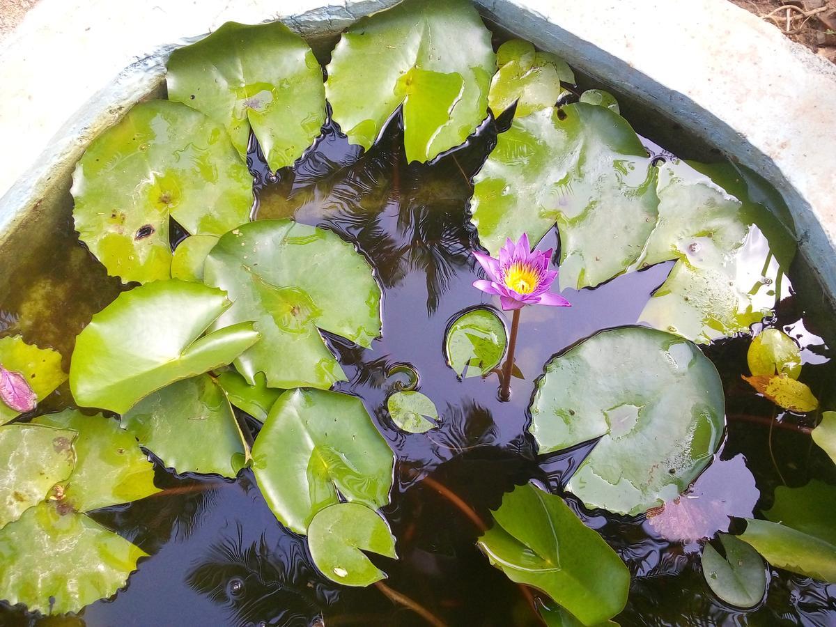Sigiriya Nature Villa Lodge Ngoại thất bức ảnh