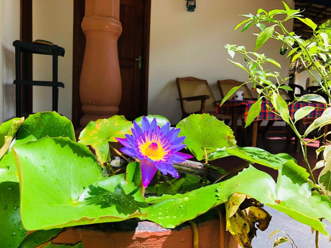 Sigiriya Nature Villa Lodge Ngoại thất bức ảnh